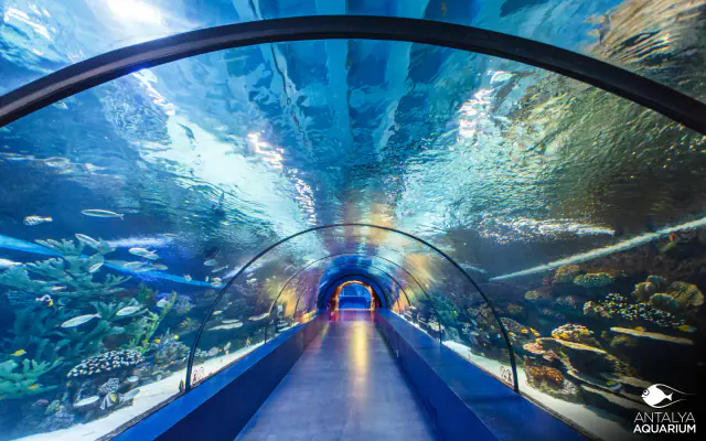 Aquarium & Tunnel Tour - 1