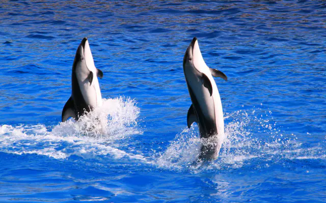Dolphin Show - 1